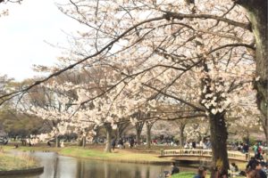 cherry blossom in yoyogi park